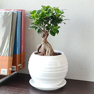 ふるさと納税 大村市 観葉植物 ガジュマルボール...の商品画像