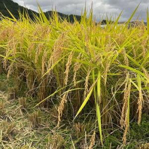 ふるさと納税 朝来市 令和7年産　稲場農産のコシヒカリ30kg(玄米)　兵庫県産新米　もっちり美味しいお米