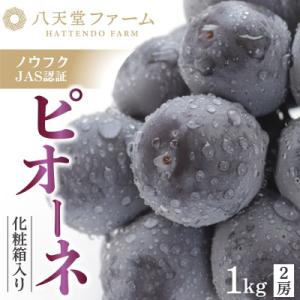 ふるさと納税 竹原市 八天堂ぶどう園 ピオーネ 2房 1kg 化粧箱入りノウフクJAS認証 ※8月中旬頃より発送予定