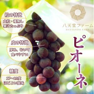 ふるさと納税 竹原市 八天堂ぶどう園 ピオーネ...の詳細画像1