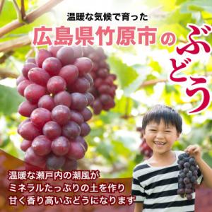 ふるさと納税 竹原市 八天堂ぶどう園 ピオーネ...の詳細画像2