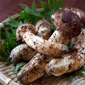 ふるさと納税 津和野町 【数量限定・2026年10月〜11月発送】秋の味覚「天然の採れたてまつたけ」...