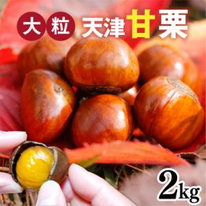 ふるさと納税 兵庫県 【先行予約】天津甘栗 2kg ※2026年10月下旬以降順次発送