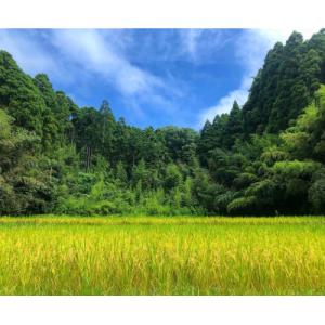 ふるさと納税 大網白里市 【令和6年産】2年連...の詳細画像2