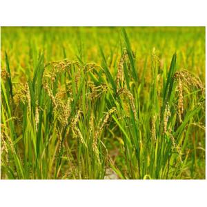 ふるさと納税 大網白里市 【令和6年産】2年連...の詳細画像3