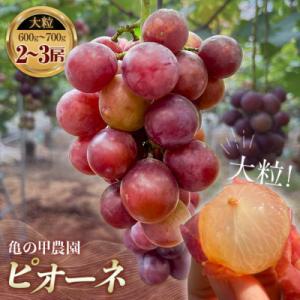 ふるさと納税 山陽小野田市 【有機農産物】ぶどうの房ピオーネ 2〜3房(600〜700g)