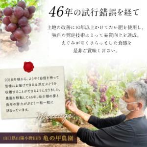 ふるさと納税 山陽小野田市 【有機農産物】ぶど...の詳細画像3
