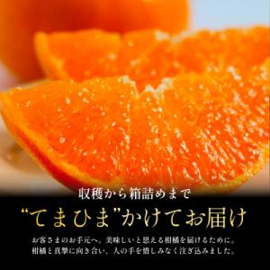 ふるさと納税 八幡浜市 【先行受付】五代目が厳...の詳細画像1