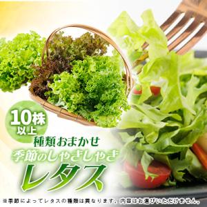 ふるさと納税 阿南市 新鮮しゃきしゃきレタス