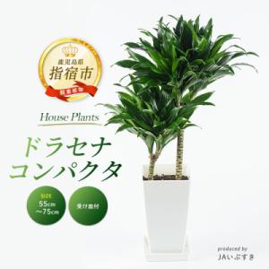 ふるさと納税 指宿市 【観葉植物】ドラセナ・コン...の商品画像