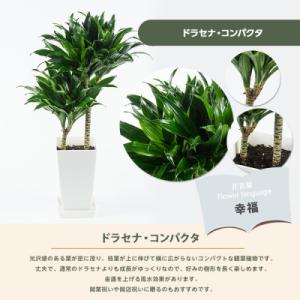 ふるさと納税 指宿市 【観葉植物】ドラセナ・コ...の詳細画像1