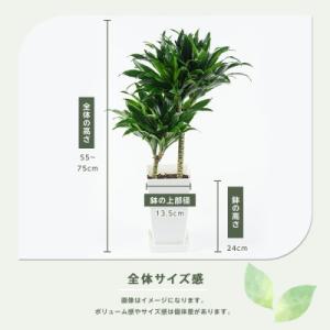 ふるさと納税 指宿市 【観葉植物】ドラセナ・コ...の詳細画像2