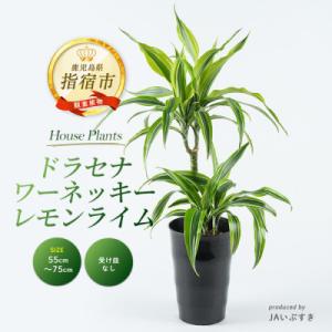 ふるさと納税 指宿市 【観葉植物】ドラセナ・ワーネッキー・レモンライム 55cm〜75cm(IB16...
