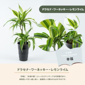 ふるさと納税 指宿市 【観葉植物】ドラセナ・ワ...の詳細画像1