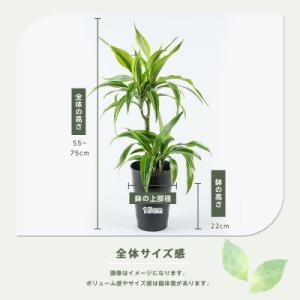 ふるさと納税 指宿市 【観葉植物】ドラセナ・ワ...の詳細画像2