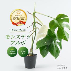 ふるさと納税 指宿市 【観葉植物】モンステラ・アルボ 40cm〜60cm(IB165-017)