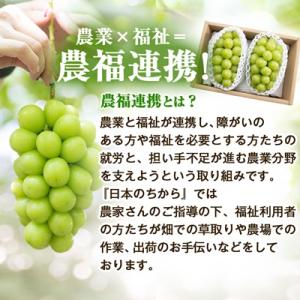 ふるさと納税 山梨市 2026年発送【見た目は...の詳細画像1