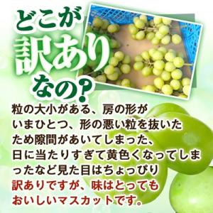 ふるさと納税 山梨市 2026年発送【見た目は...の詳細画像3