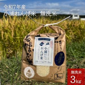 ふるさと納税 日高町 2025年産(令和7年産)!日高町小浦の無洗米「小浦れんげ米」3kg