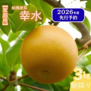 ふるさと納税 船橋市 【訳あり】 船橋の梨 「幸水」 3kg 家庭用 令和8年8月上中旬より順次発送 甘い旬の梨を産地直送