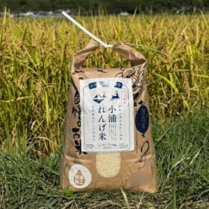 ふるさと納税 日高町 2025年(令和7年)産!日高町小浦の小浦れんげ米【玄米】10kg