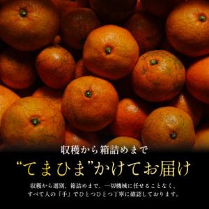 ふるさと納税 八幡浜市 【先行受付】訳ありだけ...の詳細画像1