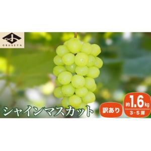 ふるさと納税 小布施町 【2026年発送】【訳あり】シャインマスカット 約1.6kg 3〜5房 [A-217]