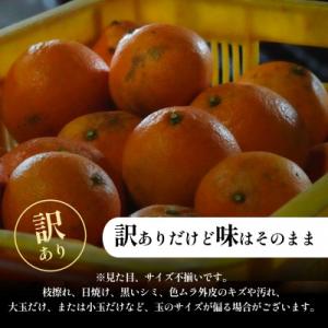 ふるさと納税 八幡浜市 【今シーズン発送開始】...の詳細画像1