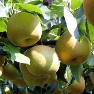 ふるさと納税 高森町 【長野県産】シャリっと瑞々しい梨(幸水・豊水)約10kg 秀品〈2026年8月下旬〜9月中旬発送〉