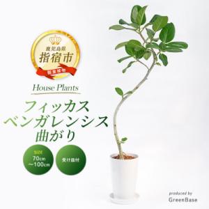 ふるさと納税 指宿市 【観葉植物】フィッカス・ベンガレンシス(曲がり)70cm〜100cm (IB0...