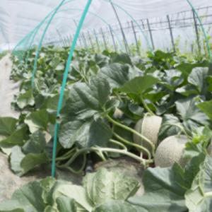 ふるさと納税 富良野市 【2026年発送】赤肉...の詳細画像1