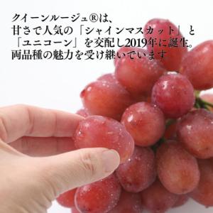 ふるさと納税 松川町 ぶどう クイーンルージュ...の詳細画像2