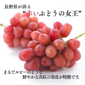ふるさと納税 松川町 ぶどう クイーンルージュ...の詳細画像3