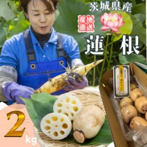 ふるさと納税 茨城県 【茨城県産】掘りたてれんこん 計2kg