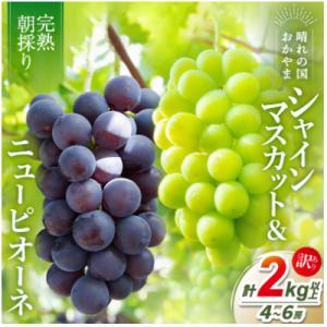 ふるさと納税 井原市 2026年発送【完熟朝採り】訳あり シャインマスカット&ニューピオーネ 合計2.0kg以上