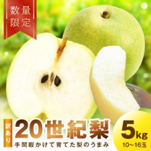 ふるさと納税 京丹後市 【先行予約/数量限定】訳あり 廿世紀梨 5kg(2026年9月上旬〜順次発送)