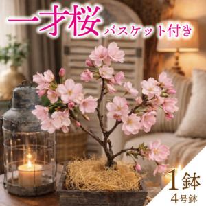 ふるさと納税 久御山町 一才桜(一才桜4号鉢×1 バスケット×1 ココファイバー)