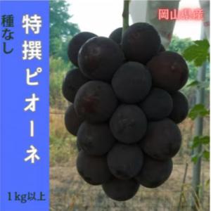 ふるさと納税 津山市 【2026年先行予約】岡山のぶどう(ピオーネ)1kg以上(2房)
