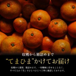 ふるさと納税 八幡浜市 【先行受付】訳ありだけ...の詳細画像1