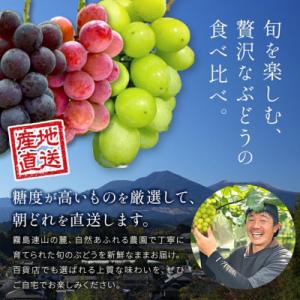 ふるさと納税 小林市 【もぎたて直送】シャイン...の詳細画像1
