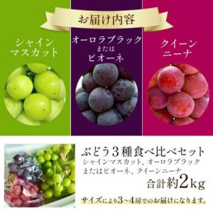 ふるさと納税 小林市 【もぎたて直送】シャイン...の詳細画像2