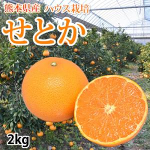 ふるさと納税 宇城市 せとか みかん 2kg【2027年2月中旬から2027年3月下旬発送予定】(宇...