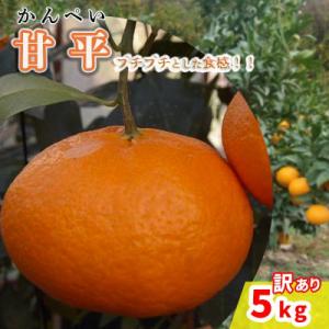 ふるさと納税 松山市 中島みかん農園  甘平 訳あり5kg