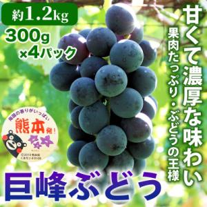 ふるさと納税 宇城市 熊本県 宇城市産 ぶどうの王様! 大粒でジューシーな果肉と甘み 巨峰 4P 約1.2kg(宇城市)