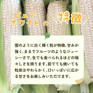 ふるさと納税 下妻市 【訳あり】下妻朝採りとう...の詳細画像1