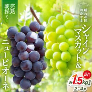 ふるさと納税 早島町 2026年発送【完熟朝採り】訳あり シャインマスカット&ニューピオーネ 合計1.5kg以上