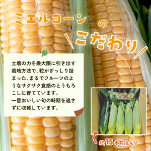 ふるさと納税 下妻市 下妻産朝採りとうもろこし...の詳細画像2