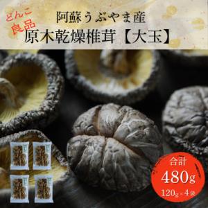 ふるさと納税 産山村 阿蘇うぶやま産 原木乾燥椎茸【大玉】どんこ良品(120g×4袋)