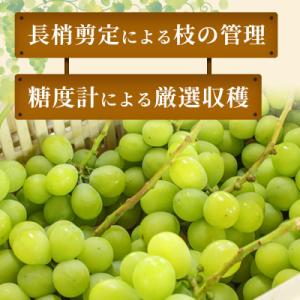 ふるさと納税 高畠町 【産地直送・家庭用】シャ...の詳細画像1
