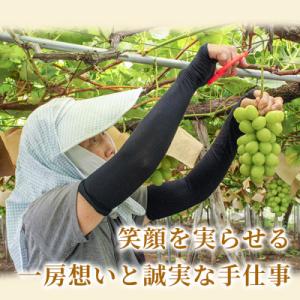 ふるさと納税 高畠町 【産地直送・家庭用】シャ...の詳細画像2